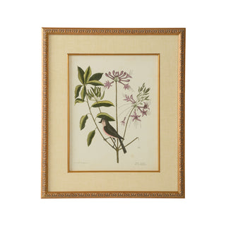 Catesby Bird & Botanical - Giclée Print with Gold Leaf Frame and Linen Mat Fillet