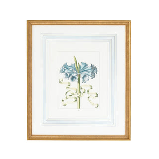 Bl Floral with Ribbon - Hand-Colored Engraving - Elegant Wall Art