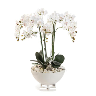 White Orchids JRB-4265W