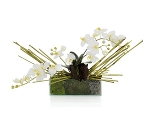 15"H X 32"W X 13"D A rectangular glass vase holds phalaenopsis orchids and natural elephant reed in a bed of moss.